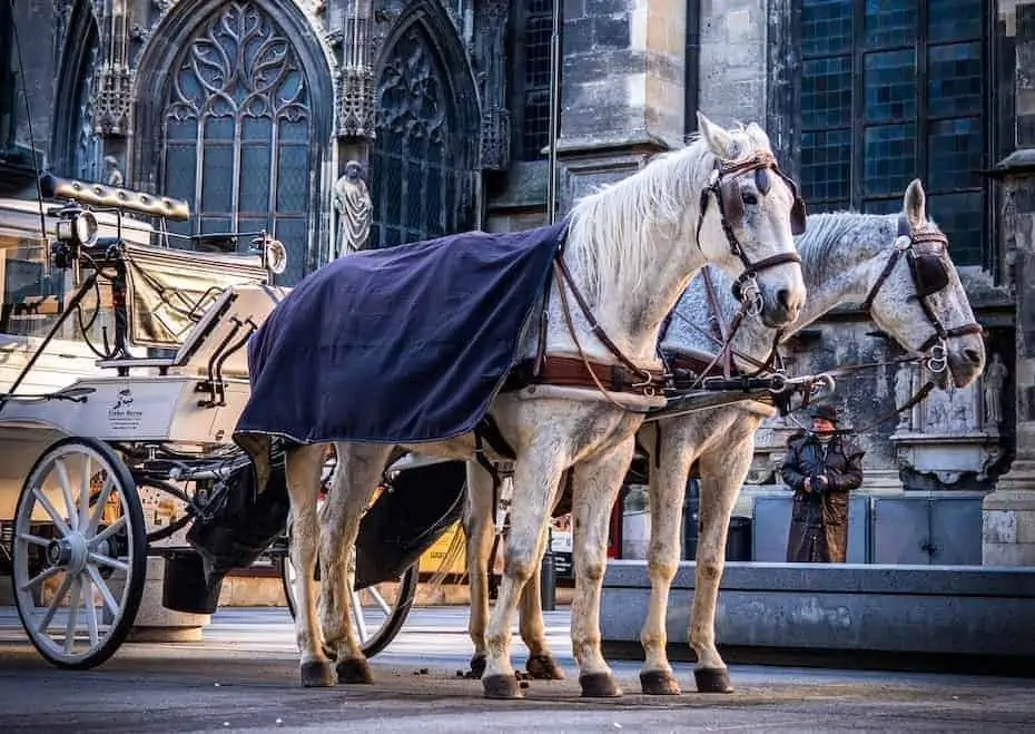 Zwei weiße Pferde im Geschirr stehen vor einer weißen Kutsche und sind bereit für einen Ausritt. Eines der Pferde hat eine dunkle Decke über den Rücken gehängt. Sie stehen vor einem historischen Gebäude mit kunstvoller gotischer Architektur. Im Hintergrund ist eine Person zu sehen.