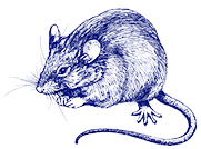 Illustrazione a inchiostro blu di un topo di profilo. Il topo ha una pelliccia dettagliata, baffi e una lunga coda, tutti sapientemente disegnati. Lo schizzo mostra una rappresentazione realistica ma artistica del piccolo animale.  